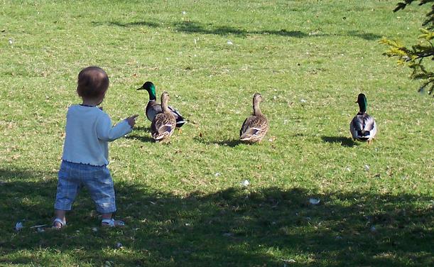 feeding the ducks