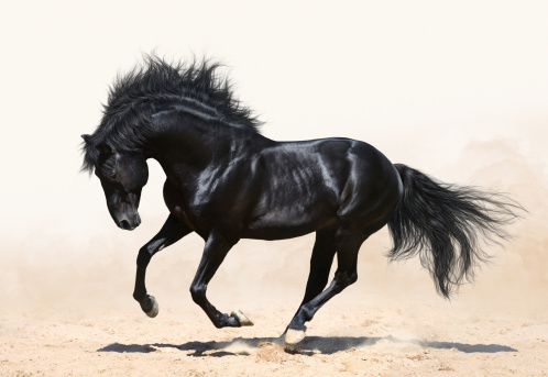 Black Beauty tugged at our heartstrings